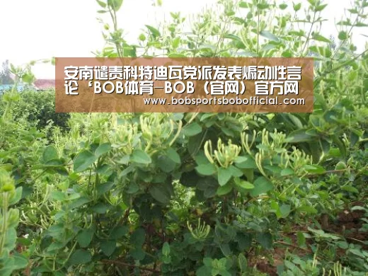 BOB体育-BOB（官网）官方网站-BOBSPORTS直播
